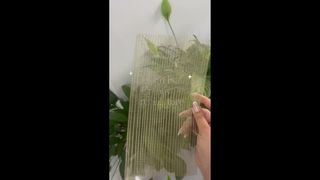 عکس های شیشه شفاف در محل با مش دکور فلزی تعبیه شده